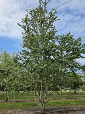 Afbeelding Katsuraboom - Cercidiphyllum japonicum