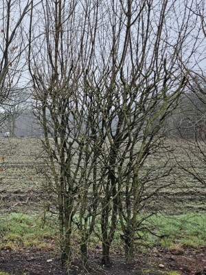 Afbeelding Blokvormige haagelementen van Cornus - Cornus Mas