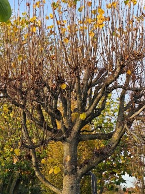 Afbeelding Hollandse Linde, Koningslinde als LEI - boom - Tilia x europaea