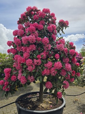 Afbeelding Japanse Rhododendron - Rhododendron Yakushimanum ‘Fantastica'