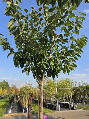 Afbeelding Zoet kers Sunburst - Prunus avium 'Sunburst'