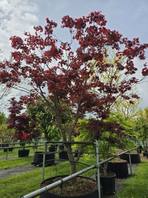 Afbeelding Japanse esdoorn - Acer palmatum 'Atropurpureum'