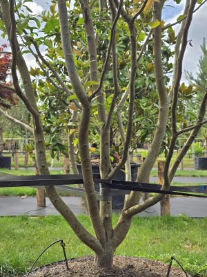 Afbeelding Persisches Eisenholz - Parrotia persica