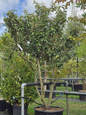 Afbeelding Olijfwilg - Elaeagnus ebbingei