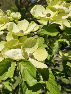 Afbeelding Grootbloemige kornoelje - Cornus nuttallii (Venus)