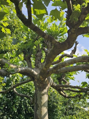Afbeelding Dakplataan - Platanus hispanica