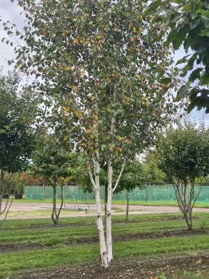 Afbeelding Himalaya-Birke - Betula utilis 'Doorenbos'