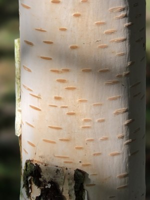 Afbeelding Weißbirke - Betula utilis 'Jacquemontii' (Doorenbos)