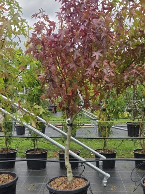 Afbeelding Amberboom - Liquidambar styraciflua 'Worplesdon'