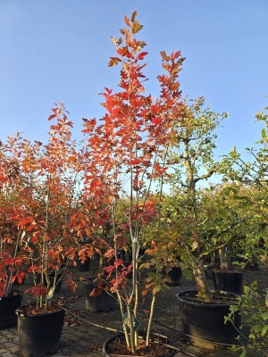 Afbeelding Amerikanische Eiche - Quercus rubra
