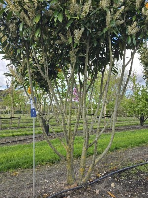 Afbeelding Laurierkers 'Caucasica' - Prunus laurocerasus 'Caucasica'