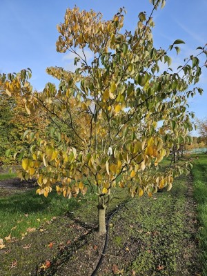 Afbeelding Reuzen Kornoelje - Cornus controversa