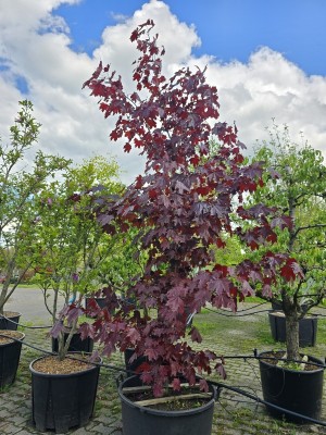 Afbeelding Roodbladige struikvormige Noorse Esdoorn - Acer platanoides 'Royal Red'