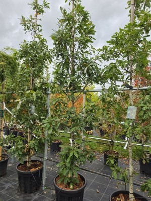 Afbeelding Halbimmergrüne Säuleneiche - Quercus x turneri 'Pseudoturneri'