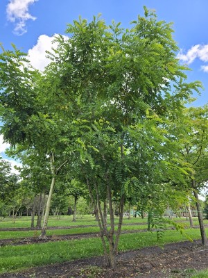 Afbeelding Rode Acacia - Robinia margaretta 'Casque Rouge'