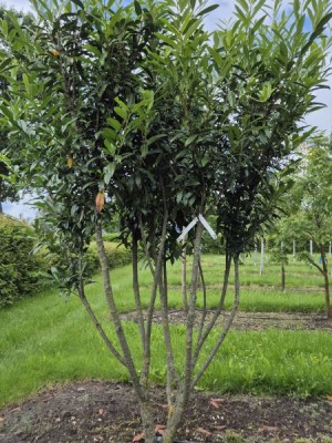 Afbeelding Laurierkers 'Caucasica' - Prunus laur. Caucasica