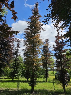 Afbeelding Rotbuche - Fagus sylvatica 'Atropunicea'