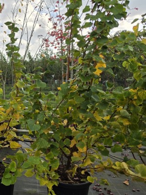 Afbeelding kleine Linde - Tilia cordata 'Winter Orange'