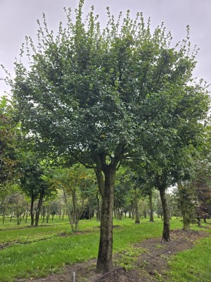 Afbeelding Veldesdoorn als vogelboom - Acer campestre