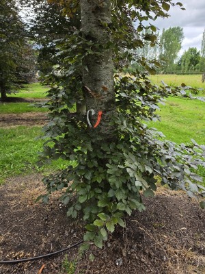 Afbeelding Rode beuk - Fagus sylvatica 'Atropunicea'