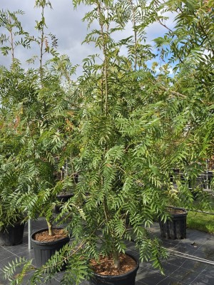 Afbeelding Eberesche 'Dodong' - Sorbus 'Dodong'