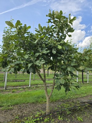 Afbeelding Pontische dwerg eik. Armeense  dwerg eik - Quercus pontica