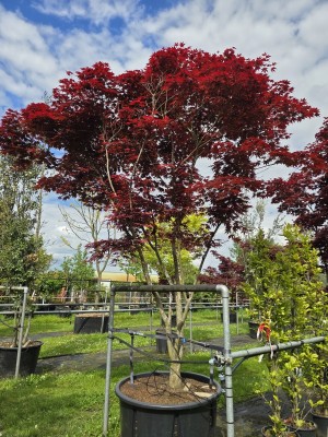 Afbeelding Japanse Esdoorn - Acer palmatum 'Bloodgood'