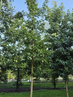 Afbeelding Zerreiche - Quercus cerris