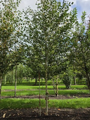 Afbeelding Weißbirke - Betula utilis 'Jacquemontii' (Doorenbos)
