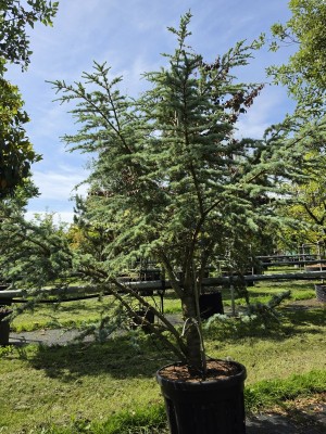 Afbeelding blauwe dwergceder - Cedrus libani 'Silberspitz'