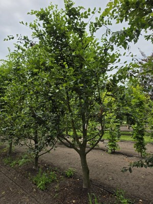 Afbeelding Speelboom,  klimboom, vogelboom, - Carpinus betulus