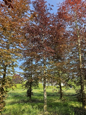 Afbeelding Rode beuk - Fagus sylvatica 'Atropunicea'