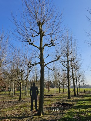 Afbeelding Franse knotplataan - Platanus x hispanica