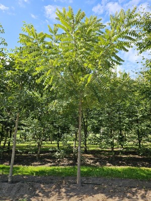 Afbeelding Schwarznuss - Juglans Nigra