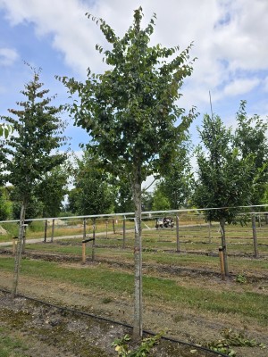 Afbeelding Perzisch IJzerhout - Parrotia persica 'Vanessa'