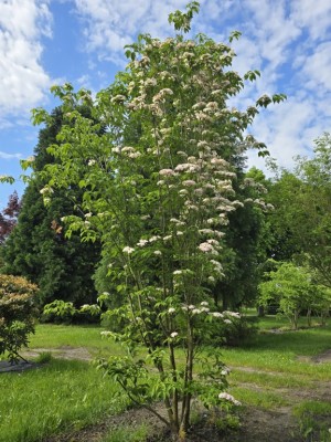 Afbeelding Japanse Grootbloemige Kornoelje - Cornus kousa 'Stellar Pink'