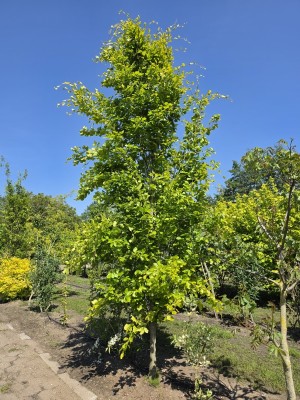 Afbeelding Zuilbeuk - Fagus sylvatica 'Dawyck Gold'