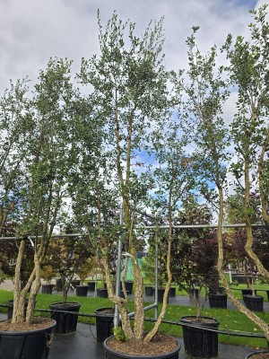Afbeelding Kurkeik - Quercus Suber