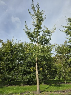Afbeelding Tempelbaum oder Fächerblattbaum - Ginkgo biloba