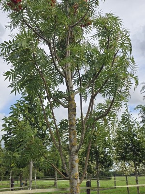 Afbeelding Lijsterbes 'Dodong' - Sorbus 'Dodong'