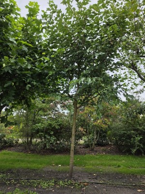 Afbeelding Moerbei als natuurlijke parasolboom - Morus alba 'Macrophylla'