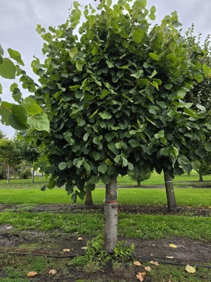 Afbeelding Leilinde - Tilia americana 'Nova'