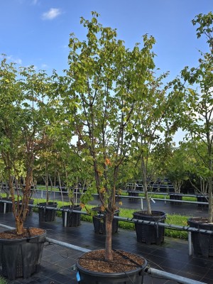 Afbeelding Papieresdoorn - Acer griseum