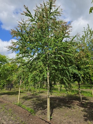 Afbeelding Katsurabaum oder Kuchenbaum - Cercidiphyllum japonicum