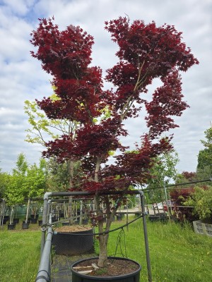 Afbeelding Japanse esdoorn - Acer palmatum 'Fireglow'