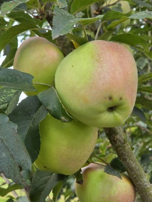 Afbeelding Rode Elstar handappel - Malus domestica 'Red Elstar'