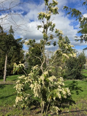Afbeelding Pieris 'Forest Flame' - Pieris japonica 'Forest Flame'