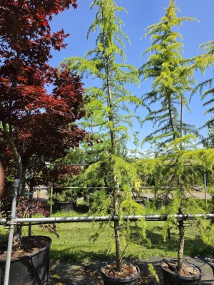 Afbeelding Ceder met geel-groene naalden - Cedrus deodara 'Aurea'