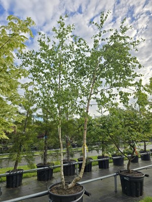 Afbeelding Ruwe Berk - betula pendula