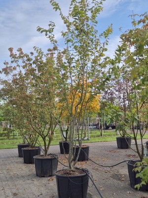 Afbeelding Perzisch ijzerhout - Parrotia persica